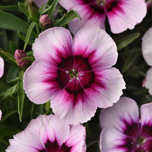 Coronet™ White Purple Eye Dianthus - Bloom