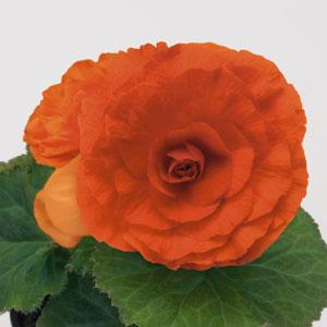 Bliss Orange Tuberous Begonia - Bloom