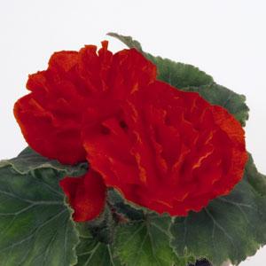 Bliss Scarlet Tuberous Begonia - Bloom