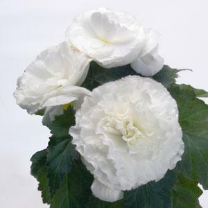 Bliss White Tuberous Begonia - Bloom