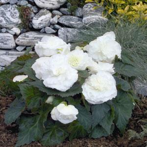Bliss White Tuberous Begonia - Garden