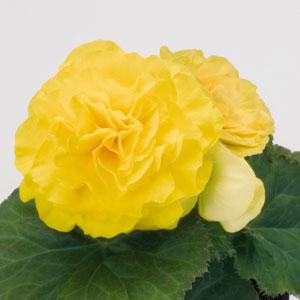 Bliss Yellow Tuberous Begonia - Bloom