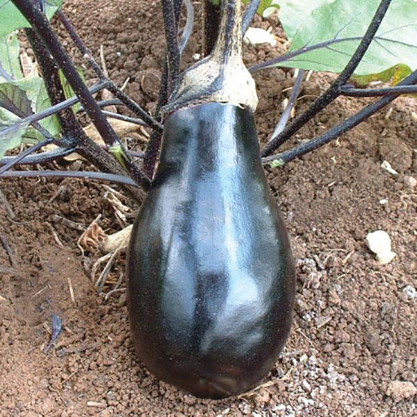 Black Beauty Eggplant - Bloom