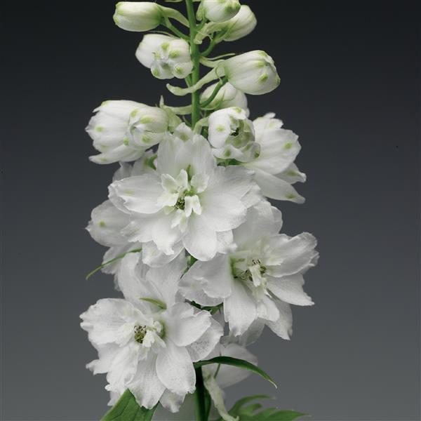 Delphinium Excalibur Pure White - Bloom