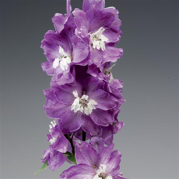 Delphinium Excalibur Lilac Rose White Bee - Bloom