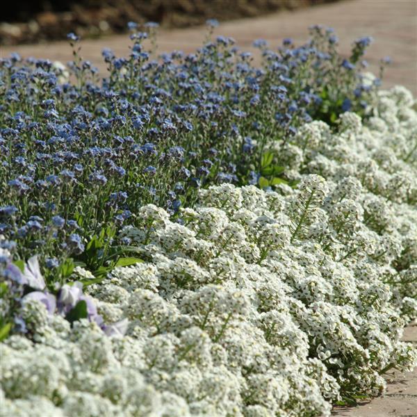 Clear Crystal® White Alyssum - Commercial Landscape 1