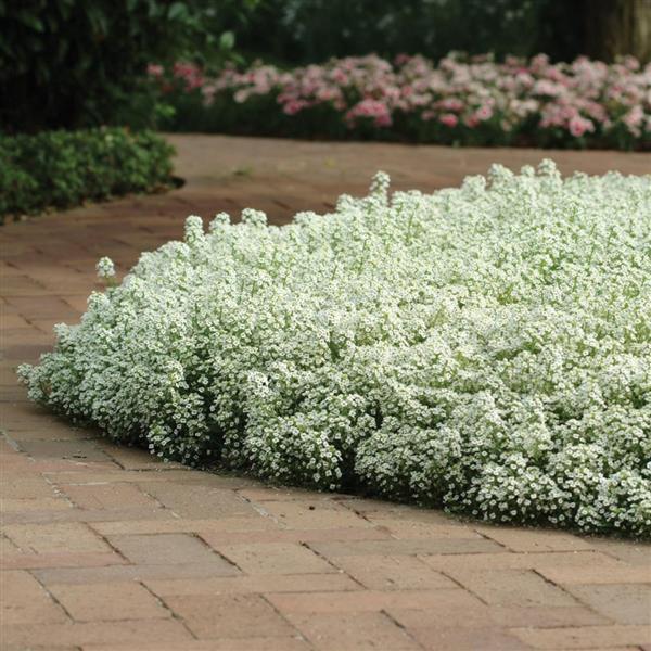 Clear Crystal® White Alyssum - Commercial Landscape 2