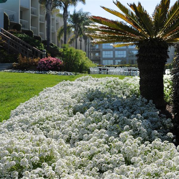 Clear Crystal® White Alyssum - Commercial Landscape 3