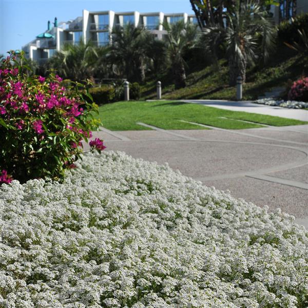 Clear Crystal® White Alyssum - Commercial Landscape 4