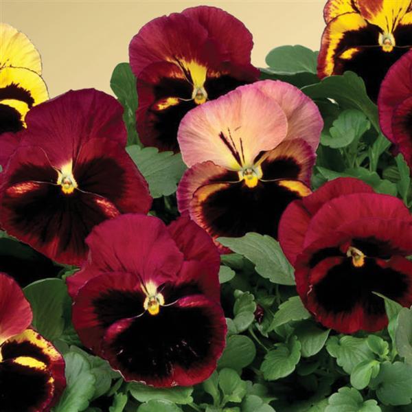 Delta Premium Tapestry Pansy - Bloom