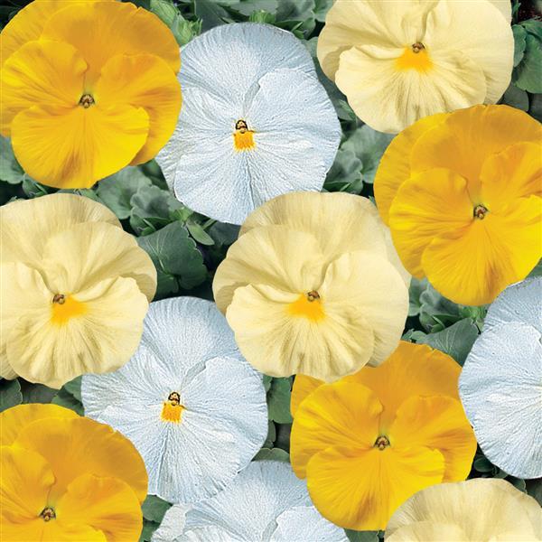 Delta Premium Buttered Popcorn Mix Pansy - Bloom
