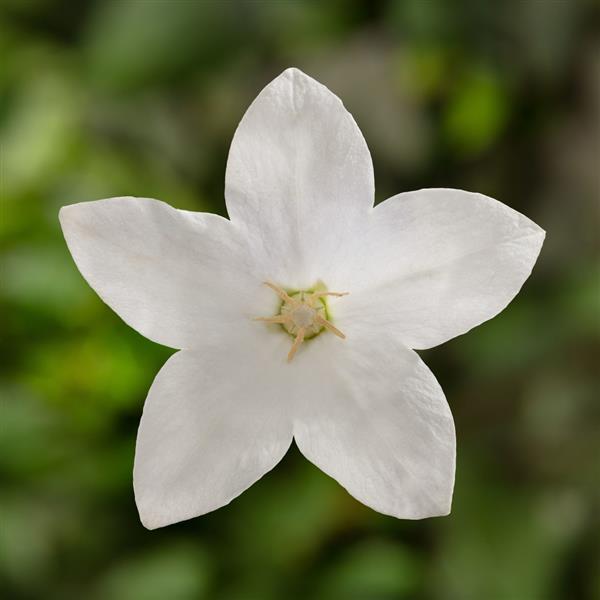 Platycodon Twinkle White - Bloom