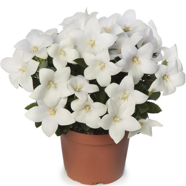 Platycodon Twinkle White - Container