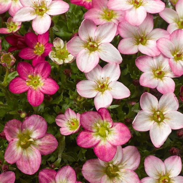 Saxifraga Species Lofty Pink Shades - Bloom