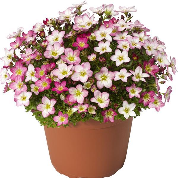 Saxifraga Species Lofty Pink Shades - Container