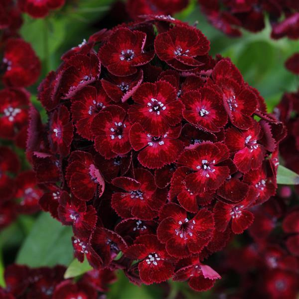 Dash™ Crimson Dianthus - Bloom