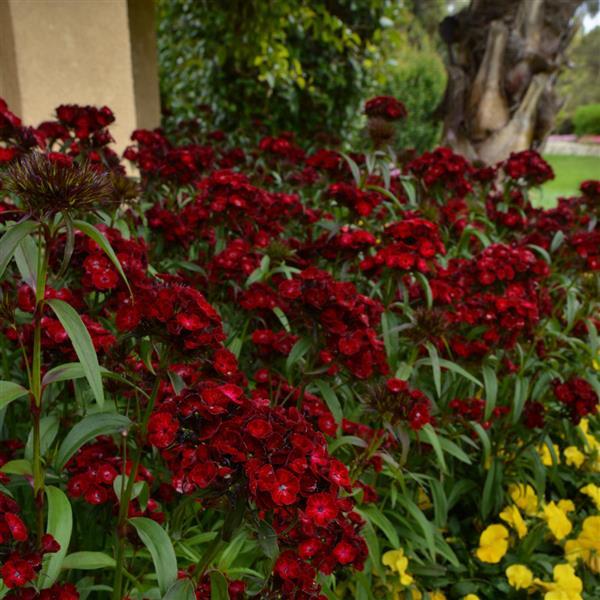 Dash™ Crimson Dianthus - Landscape