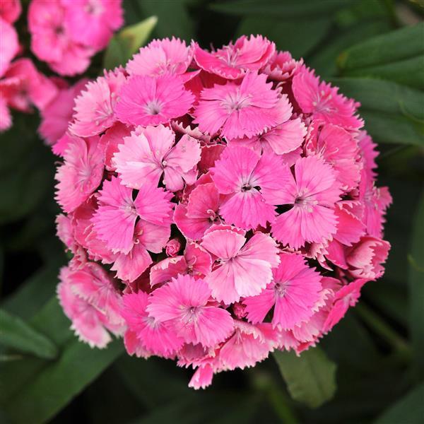 Dash™ Pink Dianthus - Bloom