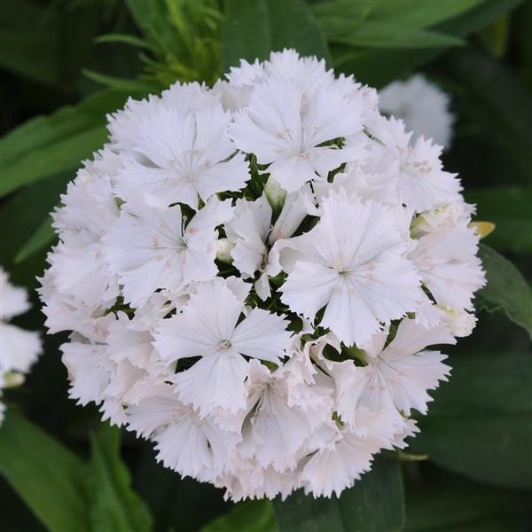 Dash™ White Dianthus - Bloom