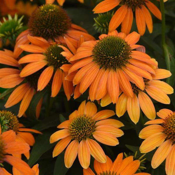 Echinacea Artisan™ Collection Soft Orange - Bloom