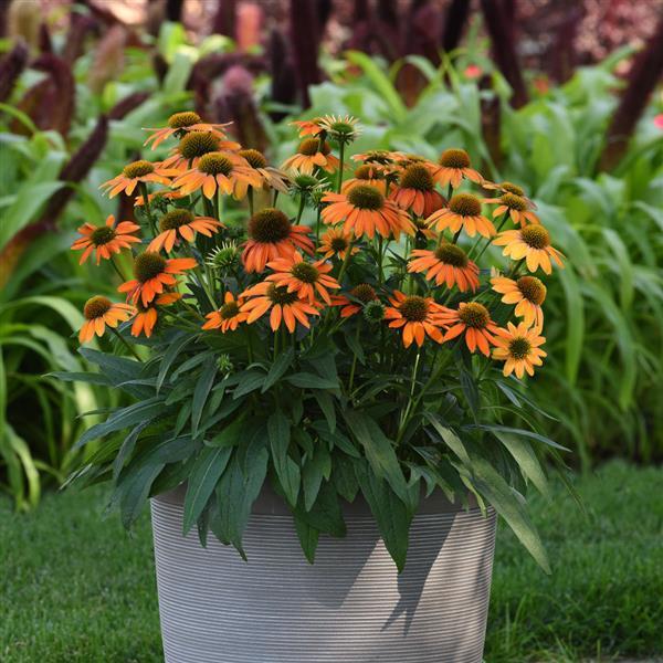 Echinacea Artisan™ Collection Soft Orange - Container
