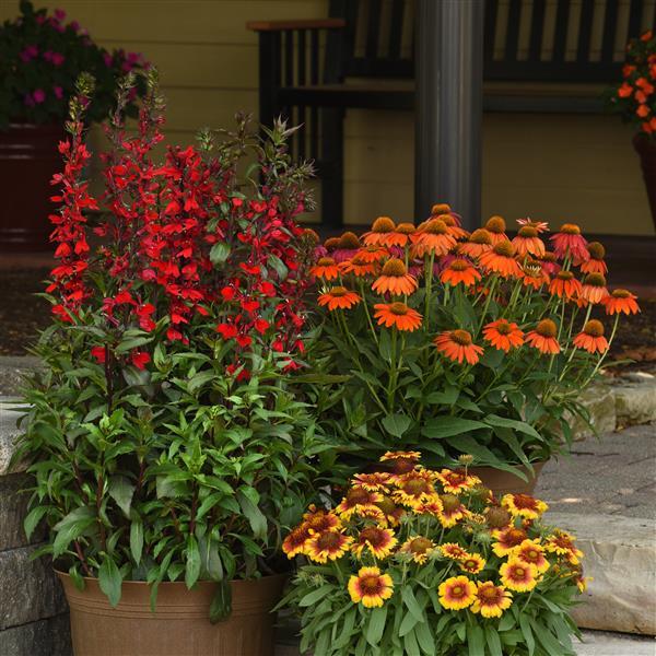Echinacea Artisan™ Collection Soft Orange - Garden