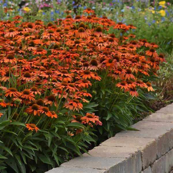 Echinacea Artisan™ Collection Soft Orange - Landscape