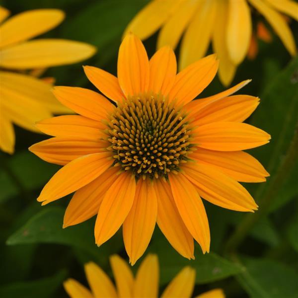 Echinacea Artisan™ Collection Yellow Ombre - Bloom