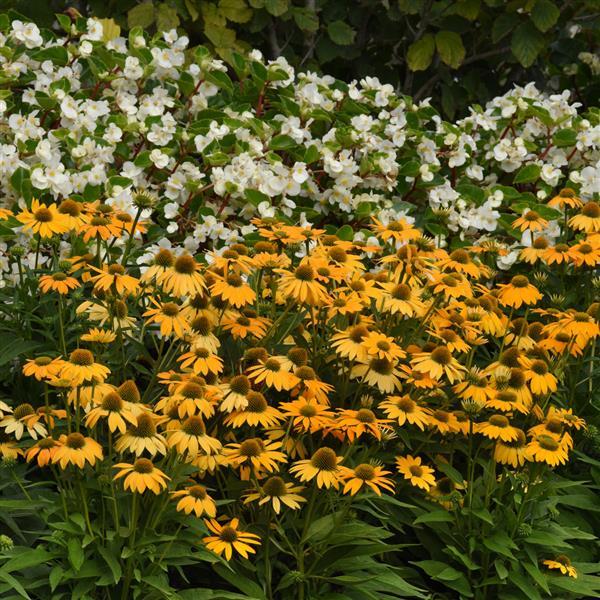 Echinacea Artisan™ Collection Yellow Ombre - Commercial Landscape 1