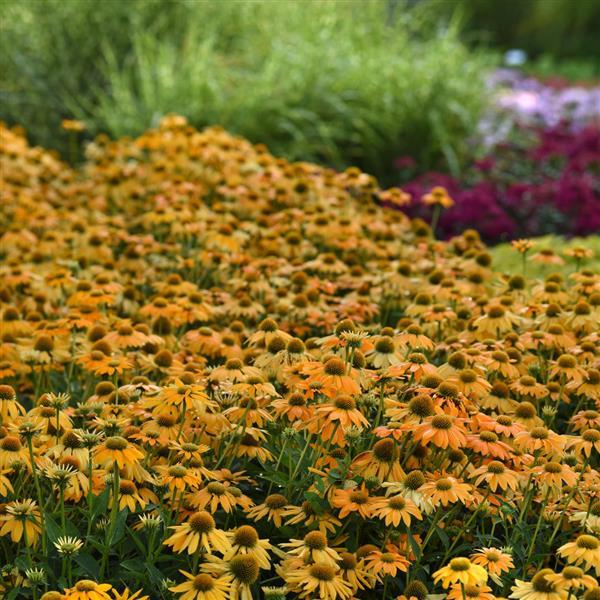 Echinacea Artisan™ Collection Yellow Ombre - Commercial Landscape 2