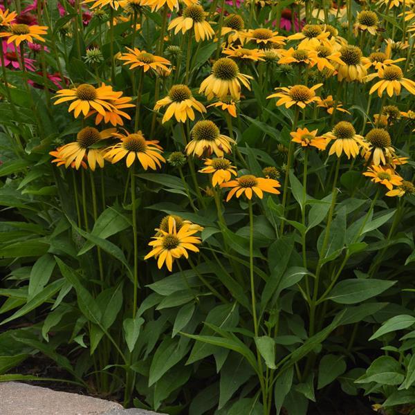 Echinacea Artisan™ Collection Yellow Ombre - Landscape