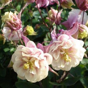 Aquilegia Winky Double Rose-White - Bloom