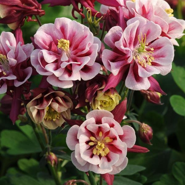 Aquilegia Winky Double Red-White - Bloom