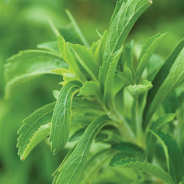 Sweet Leaf Stevia rebaudiana - Bloom