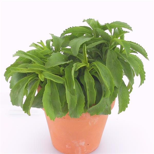 Sweet Leaf Stevia rebaudiana - Container