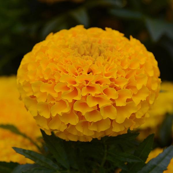 Taishan® Gold African Marigold - Bloom