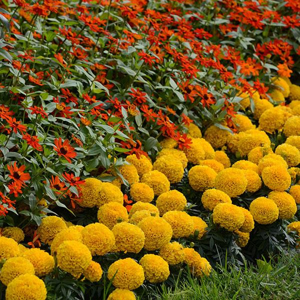 Taishan® Gold African Marigold - Commercial Landscape 1