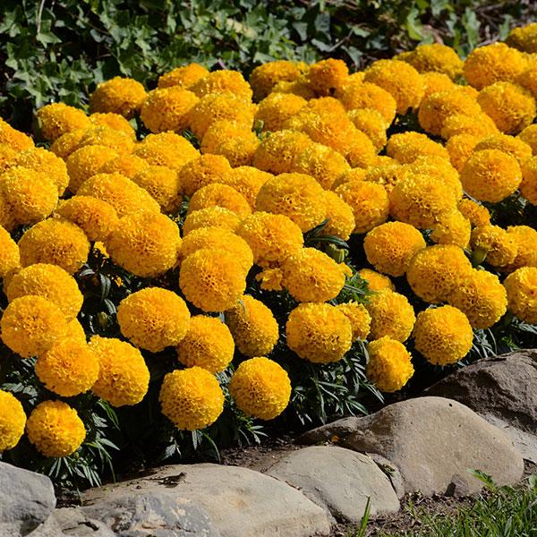 Taishan® Gold African Marigold - Commercial Landscape 2