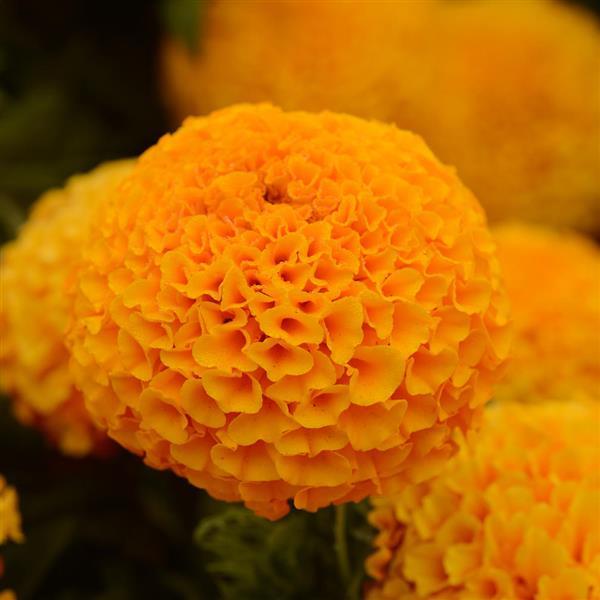 Taishan® Orange African Marigold - Bloom