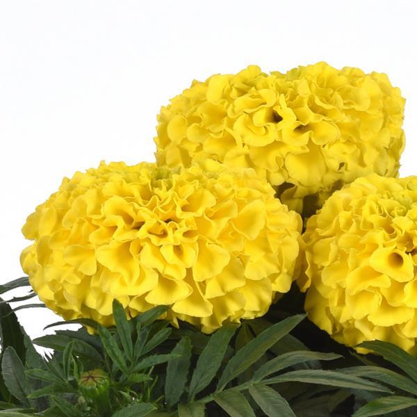 Taishan® Yellow African Marigold - Bloom