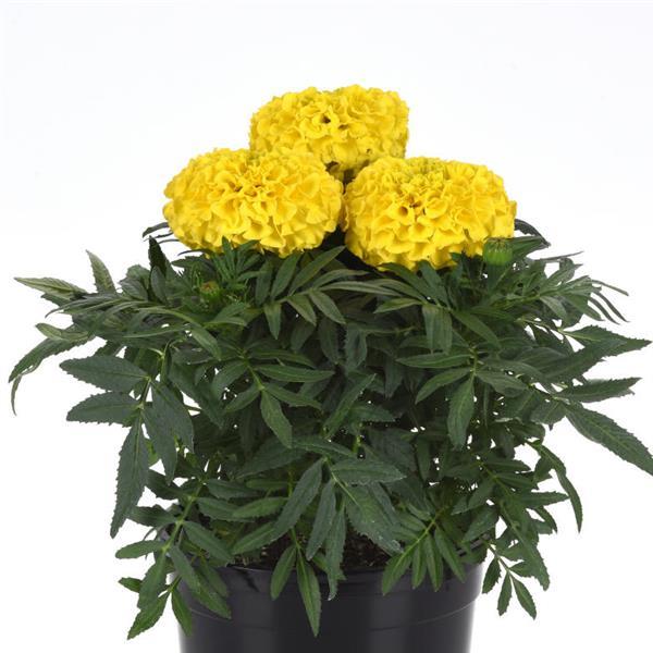 Taishan® Yellow African Marigold - Container