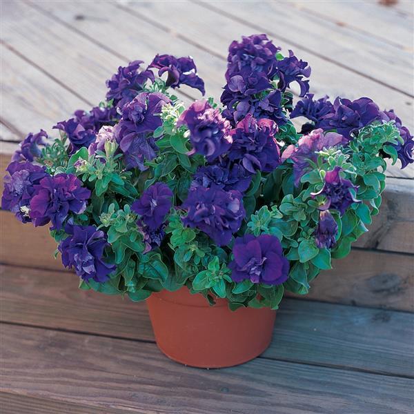 Double Madness™ Blue Double Petunia - Container