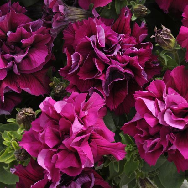 Double Madness™ Burgundy Double Petunia - Bloom