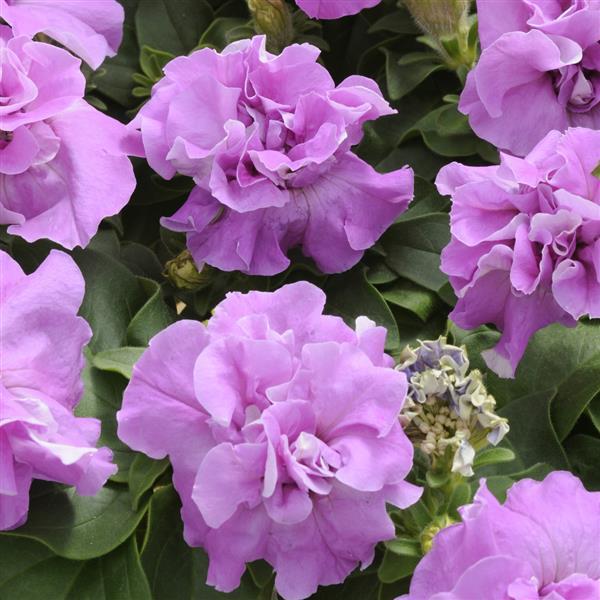 Double Madness™ Lavender Double Petunia - Bloom