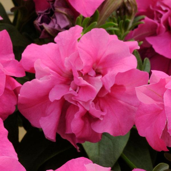 Double Madness™ Rose Double Petunia - Bloom