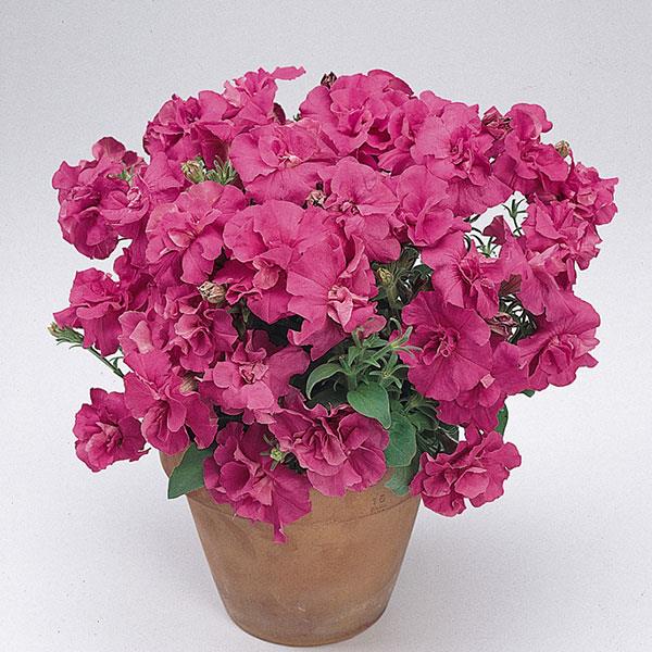 Double Madness™ Rose Double Petunia - Container