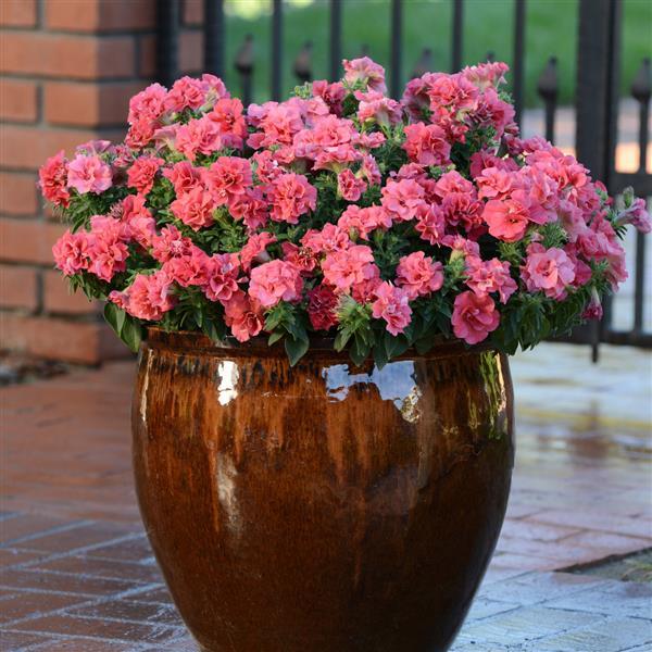 Double Madness™ Salmon Double Petunia - Container