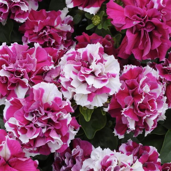 Double Madness™ Rose And White Double Petunia - Bloom