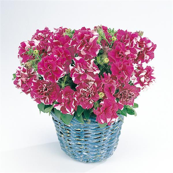 Double Madness™ Rose And White Double Petunia - Container