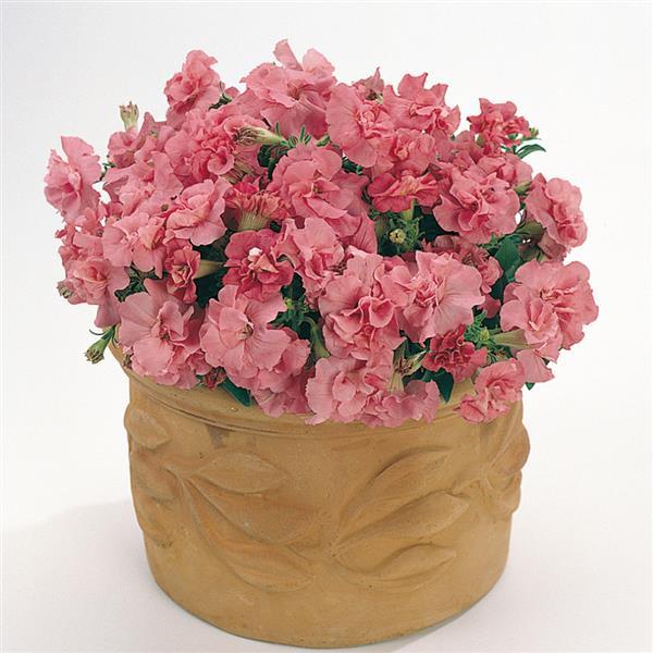 Double Madness™ Satin Pink Double Petunia - Container